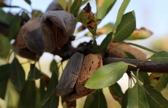 Elazığ'da 472 Bin Ağaçta Badem Hasadı Başladı