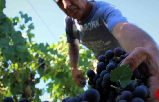 Elazığ'da 5 Bin Yıllık Geleneksel Üzüm Hasadı Başladı