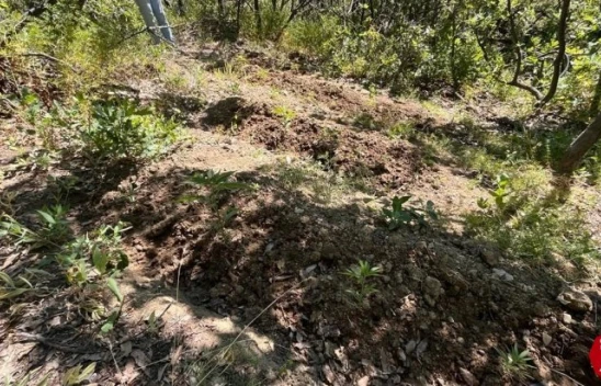 Elazığ'da Jandarma 513 Kök Kenevir Bitkisi Ele Geçirildi