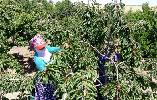 Elazığ'da 7 Bin Dekar Alanda Kiraz Hasadı Başladı