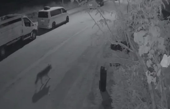 Elazığ'da Aç Kalan Kurt Şehir Merkezine İndi: O Anlar Kamerada