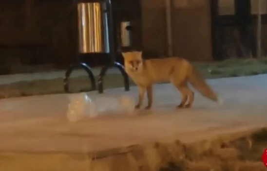 Elazığ'da Aç Kalan Tilki Şehir Merkezine İndi