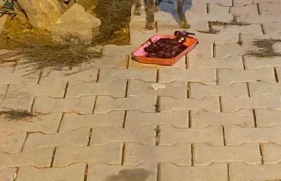 Elazığ'da Aç Kalan Tilkiye Lokanta Sahibi Yardım Etti, Tilki Karnını Doyurduktan Sonra Doğal Alanına Döndü