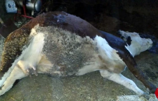 Elazığ'da ağıla yıldırım düştü, 3 büyükbaş hayvan telef oldu