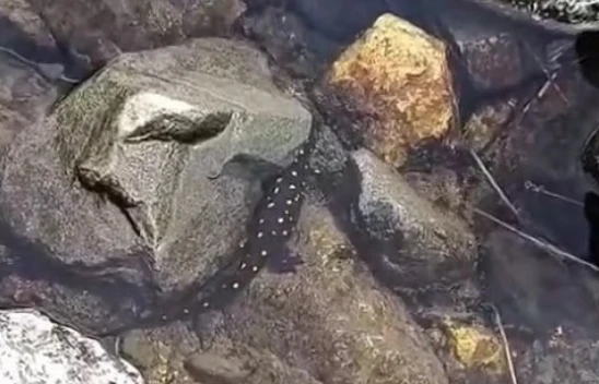 Elazığ'da Nadir Görülen Anadolu Benekli Semenderi Görüntülendi! Cezası 557 Bin TL