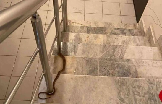 Elazığ'da Apartmana Giren Yılan Paniğe Neden Oldu
