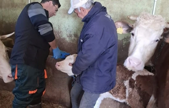 Elazığ'da Büyükbaş Hayvanlara Aşı ve Küpeleme Çalışması Başlatıldı
