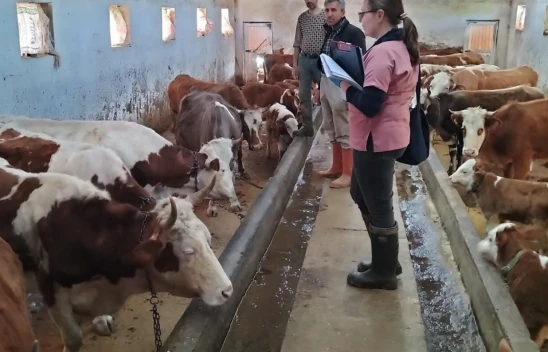 Elazığ'da Hayvanlara Aşılama ve Küpeleme Çalışmaları Devam Ediyor