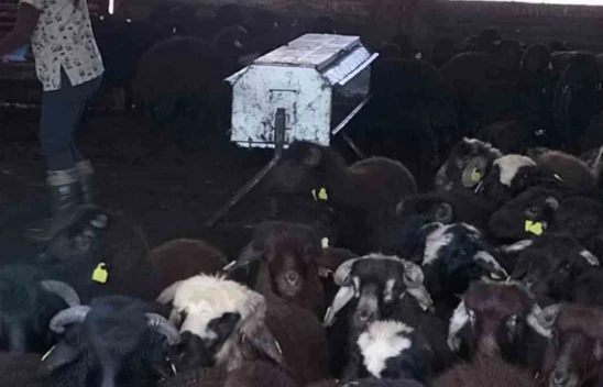 Elazığ Karakoçan'da Küçükbaş Hayvanlara Aşılama ve Küpeleme Çalışması Devam Ediyor