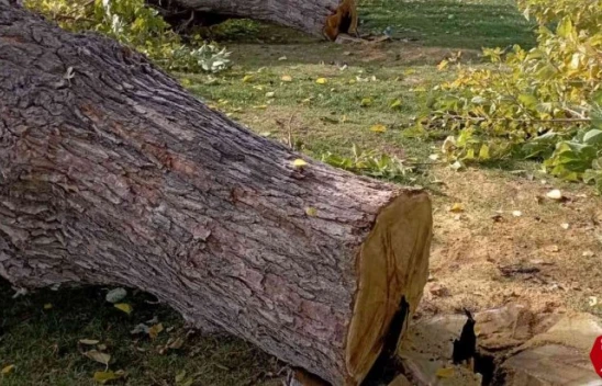 Elazığ'da asırlık 24 dut ağacı kesildi