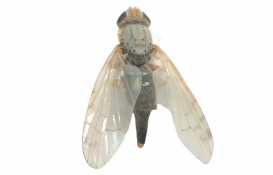 Elazığ'da Aspir Üreticilerini Tehdit Eden Yeni Zararlı Tespit Edildi: Aspir Sineği