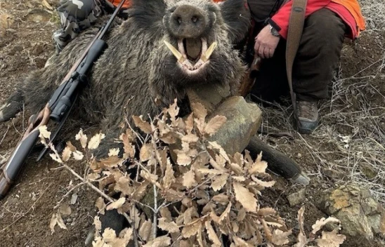 Elazığ'da Yabancı Avcılar 250 Kiloluk Yaban Domuzu Avladı