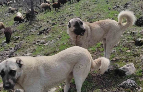 Elazığ'da avcılar bir kangalı telef edip birini de yaraladı