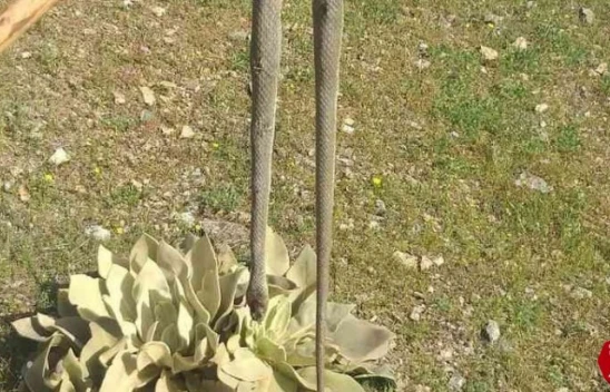 Elazığ'da Baharın Gelmesiyle Yılanlar Görülmeye Başlandı