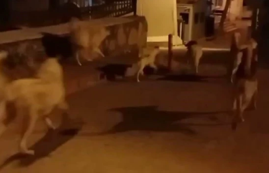 Elazığ'da başıboş köpekler 150 tavuğu telef etti