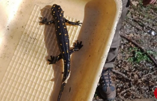 Elazığ'da benekli semender izleme çalışması yapıldı