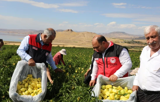 Elazığ'da Biber Hasadı Başladı: Keban ve Karaçor Biberi Öne Çıkıyor