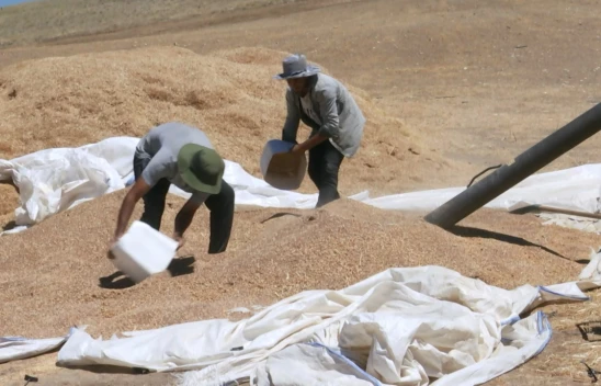 Elazığ'da Bir İlk: Alatarla Köyü'nde 4 Bin 200 Dönümde Mercimek Üretimi Başarıyla Gerçekleşti