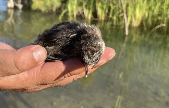 Elazığ'da Bitkin Halde Bulunan Su Tavuğu Yavrusu Hazar Gölü'ne Bırakıldı