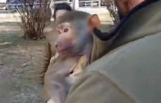 Elazığ'da Şaşırtan Olay: Yolda Maymun Buldu!