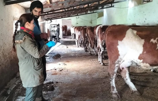 Elazığ'da Büyük ve Küçükbaş Hayvanlara Aşılama ve Küpeleme Çalışması Başladı