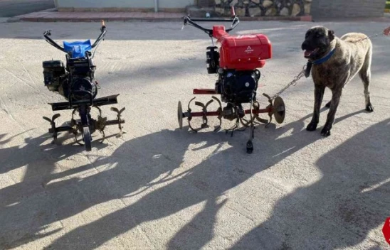 Elazığ'da çapa motoru ve kangal köpeği çalan şüpheliler yakalandı