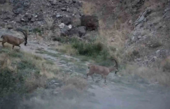 Kırmızı Listede Yer Alıyor, Harput'ta Görüldü !