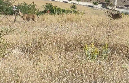 Elazığ'da dağ keçileri görüldü