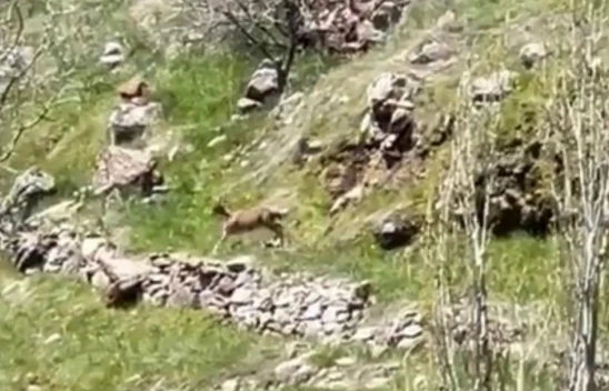 Elazığ'da dağ keçileri görüntülendi