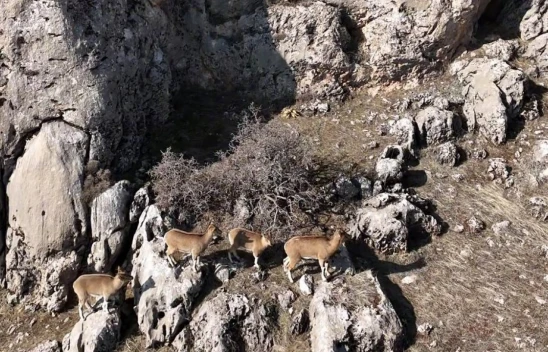 Elazığ'da Nesli Tehlike Altındaki Dağ Keçileri Dron ile Görüntülendi