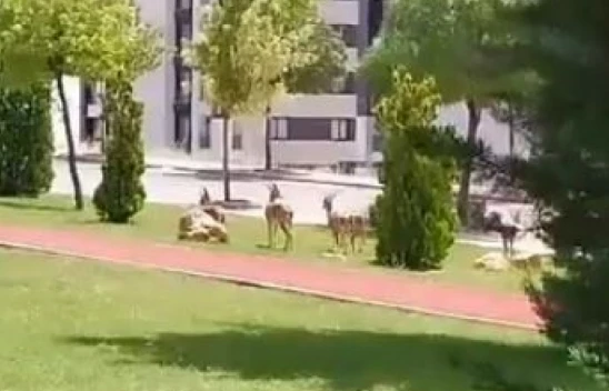 Dağ Keçileri Hilalkent Mahallesi'nde Görüldü