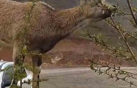 Elazığ'da Şaşırtan Anlar: Dağ Keçisi Evin Duvarına Tırmanıp Ağaç Dallarını Yedi