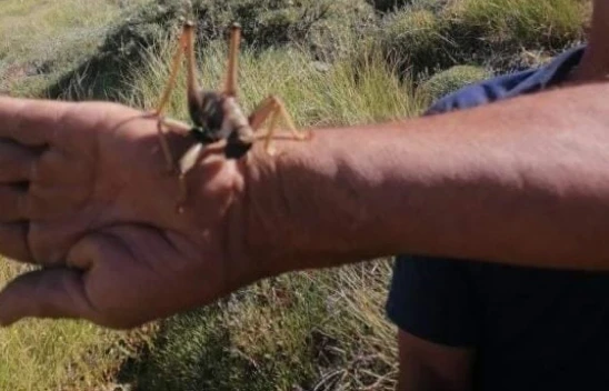 Şimdide Bu Eksikti, Sivrice'de Görüldü !