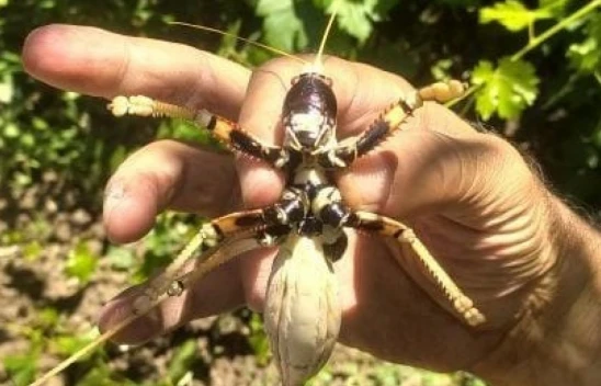 Bu Çekirge Etle Besleniyor, Elazığ'da Görüldü