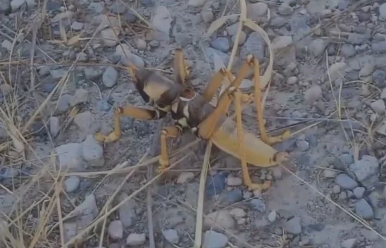 Baskil'de dev etçil çekirge görüntülendi, Öldürmeyin Zararsız