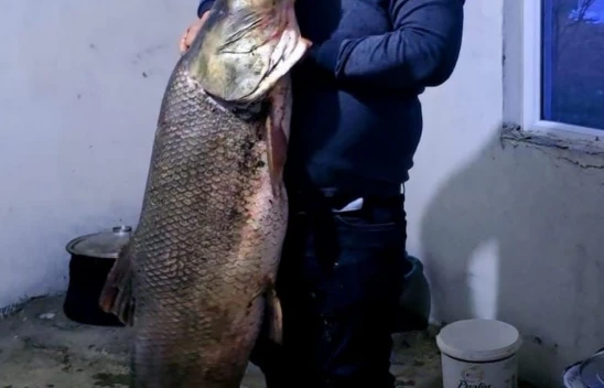 Elazığ'da dev turna balığı yakalandı: Ağırlığı 60 kilogram