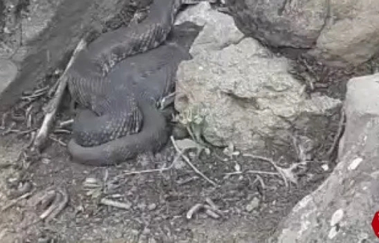 Arıcak'ta Dev Yılan Görenleri Korkuttu