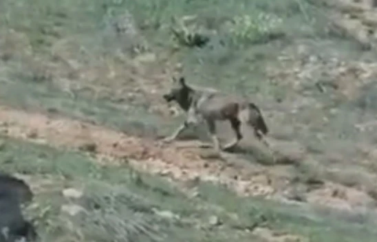 Elazığ'da doğanın nadir konukları görüntülendi