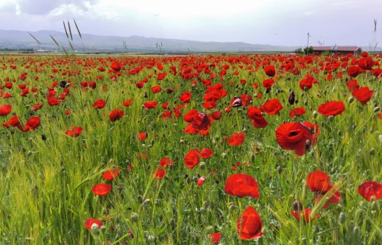 Elazığ'da Doğaseverler Kırmızıya Bürünen Gelincik Tarlasını Fotoğrafladı