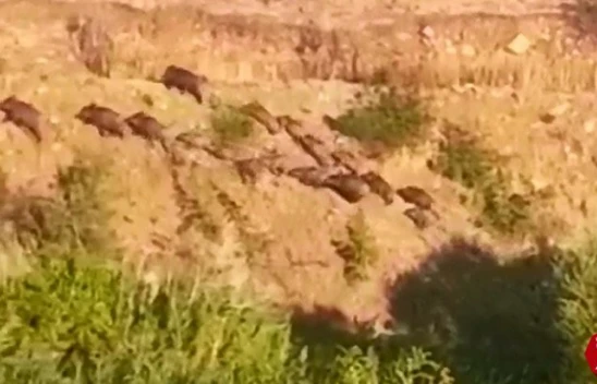 Elazığ'da domuz sürüsünün kaçış anı görüntülendi