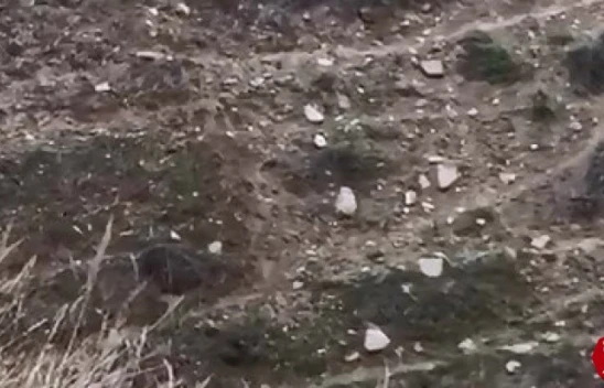 Elazığ'da Yaban Domuzu ve Yavruları Görüntülendi