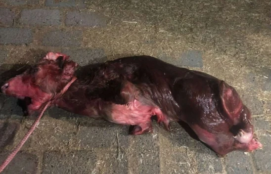 Elazığ'da İki Ayaklı Doğan Buzağı Şaşkınlık Yarattı