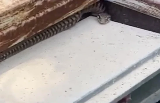 Elazığ'da elektrik panosuna giren yılan korkuttu