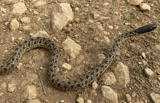 Elazığ'da Endemik Yılan Türü Görüldü