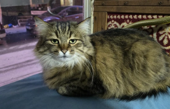 Elazığ'da Esnafın Can Dostu: Çay Ocağının Maskotu 'Bıdık'