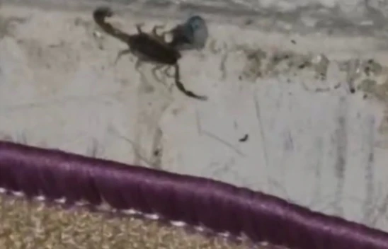 Çatalçeşme mahallesinde bir evde görülen akrep paniğe neden oldu
