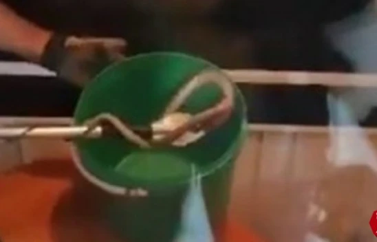 Elazığ'da Eve Giren Yılan Paniğe Neden Oldu