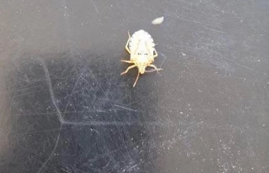 Elazığ'da Görülen İlginç Böcek Merak Uyandırdı