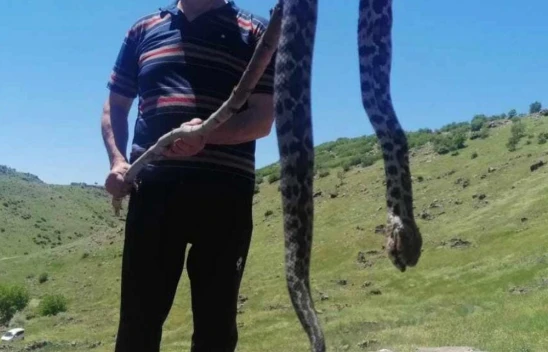 Nedir Bu Elazığlıların Yılanlardan Çektiği, Şimdide Bakın Nerede Görüldü !