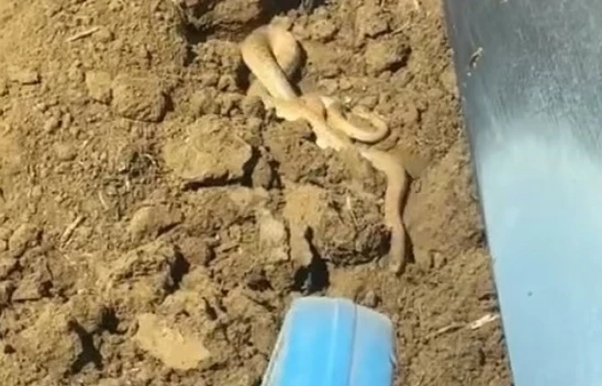 Elazığ'da Havanın Isınmasıyla Yılanlar Ortaya Çıktı! Vatandaşlar Tedirgin